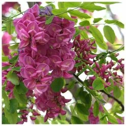 Robinia × margaretta Casque Rouge | Pink Cascade False Acacia | 9L Pot | 120-150cm