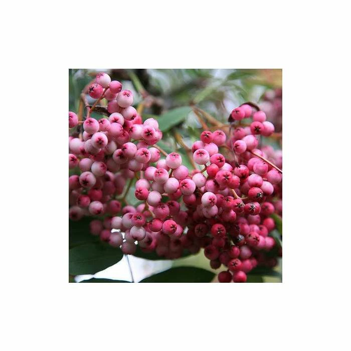 Sorbus hupehensis 'Pink Pagoda' | Rowan Tree - Image 2