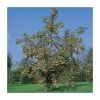 Sorbus 'Joseph Rock' | Rowan Tree