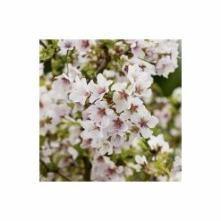 Prunus 'Kojo No Mai' | Cherry Blossom Tree