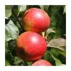 4ft 'Christmas Pippin' Patio Dessert Apple Tree | M27 Dwarfing Rootstock | 11.5L Pot | By Frank P Matthews™