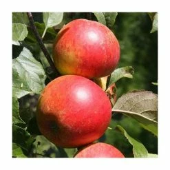 4ft 'Christmas Pippin' Patio Dessert Apple Tree | M27 Dwarfing Rootstock | 11.5L Pot | By Frank P Matthews™