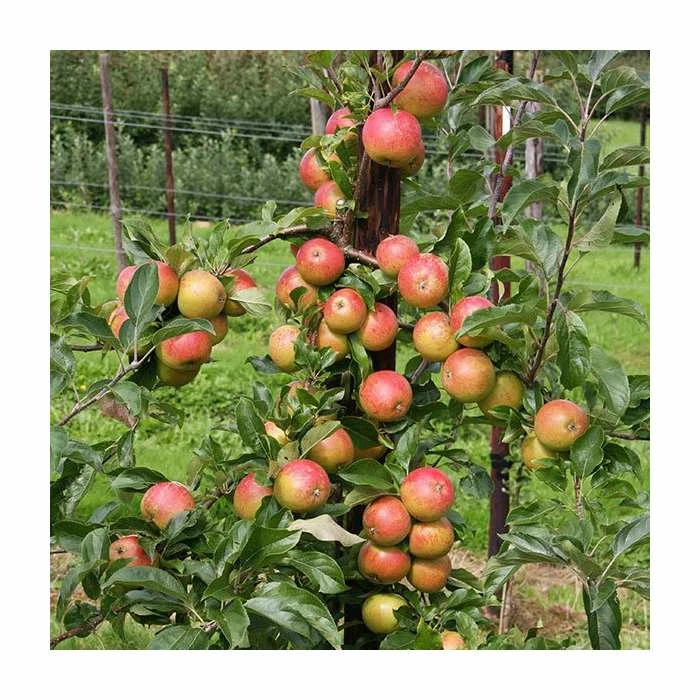 4ft 'Christmas Pippin' Patio Dessert Apple Tree | M27 Dwarfing Rootstock | 11.5L Pot | By Frank P Matthews™ - Image 2