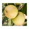 5ft 'Herefordshire Russet® Dessert Apple Tree| MM106 Semi Vigorous Rootstock | 12L Pot | By Frank P Matthews™