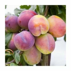 5ft 'Jubilee' Plum Tree | SJA Semi Vigorous Rootstock | 12L Pot | By Frank P Matthews™