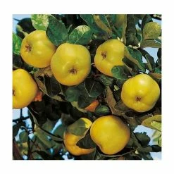 5ft 'Vranja' Quince Tree | Quince A Semi Dwarfing Rootstock | 12L Pot | By Frank P Matthews™