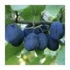 5ft 'Merryweather' Damson Tree | SJA Semi Vigorous Rootstock | 12L Pot | By Frank P Matthews™