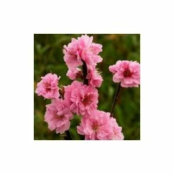 Prunus persica Taoflora Pink | Pink Flowering Peach Tree | 10L Pot | 120-150cm