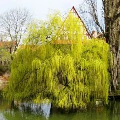 Salix x sepulcralis 'Chrysocoma' | Willow Tree