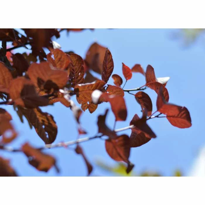 Prunus cerasifera 'Pissardii' | Cherry Blossom Tree - Image 4