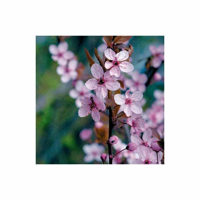 Prunus cerasifera 'Pissardii' | Cherry Blossom Tree - Image 2