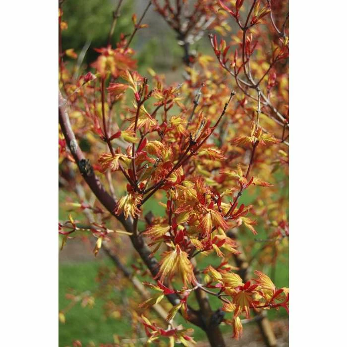 Acer palmatum 'Orange Dream' | Japanese Maple Tree - Image 3