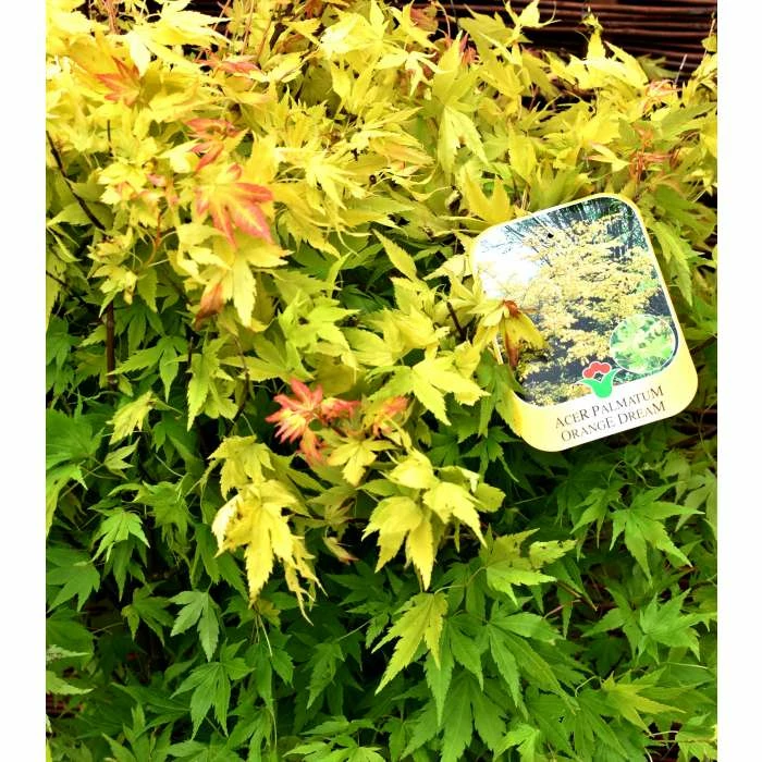 Acer palmatum 'Orange Dream' | Japanese Maple Tree - Image 4