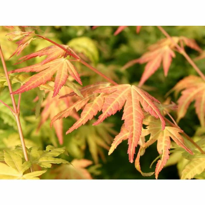 Acer palmatum 'Orange Dream' | Japanese Maple Tree - Image 5