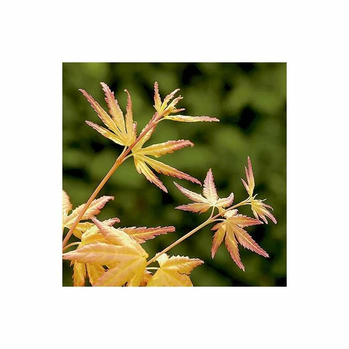 Acer palmatum 'Orange Dream' | Japanese Maple Tree - Image 8