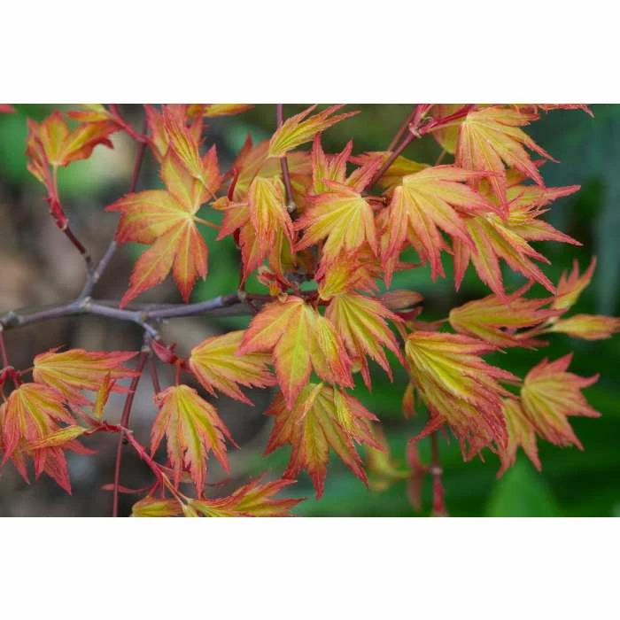 Acer palmatum 'Orange Dream' | Japanese Maple Tree