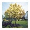 Acer pseudoplatanus 'Brilliantissimum' | Sycamore Tree | 12L Pot | 150-180cm | By Frank P Matthews