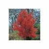 Acer rubrum 'October Glory' | Red Maple Tree | 12L Pot | 150-180cm | By Frank P Matthews