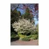 Amelanchier × grandiflora 'Ballerina' | Juneberry Tree | 12L Pot | 150-180cm | By Frank P Matthews