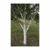 Betula utilis subsp. jacquemontii 'Silver Shadow' | Himalayan Birch Tree | 12L Pot | 150-180cm | By Frank P Matthews