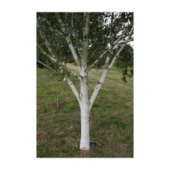 Betula utilis subsp. jacquemontii 'Silver Shadow' | Himalayan Birch Tree | 12L Pot | 150-180cm | By Frank P Matthews