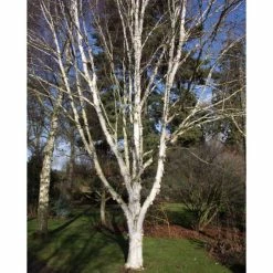 Betula utilis var. jacquemontii 'Snow Queen' | Himalayan Birch Tree | 12L Pot | 150-180cm | By Frank P Matthews
