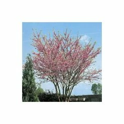 Cercis canadensis 'Forest Pansy' | North American Redbud Tree | 12L Pot | 150-180cm | By Frank P Matthews