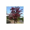 Malus toringo 'Scarlett' | Crab Apple Tree | 12L Pot | 150-180cm | By Frank P Matthews