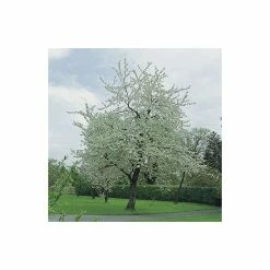 Prunus avium 'Plena' | Cherry Blossom Tree | 12L Pot | 150-180cm | By Frank P Matthews