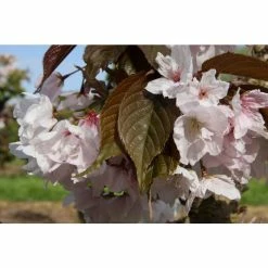Prunus 'Matsumae-fuki' | Cherry Blossom Tree | 12L Pot | 150-180cm | By Frank P Matthews