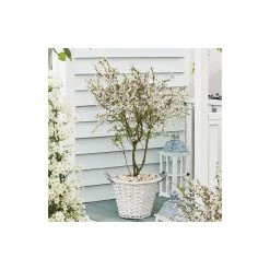 Prunus incisa 'Kojo-no-mai' | Dwarf Fuji Cherry Blossom Tree | 11.5L Pot | 120-150cm | By Frank P Matthews