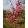 Prunus 'Kursar' | Small Flowering Cherry Blossom Tree | 12L Pot | 150-180cm | By Frank P Matthews