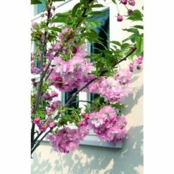 Prunus 'Little Pink Perfection' | Dwarf Cherry Blossom Tree | 11.5L Pot | 120-150cm | By Frank P Matthews