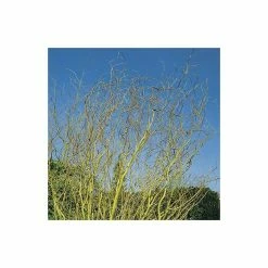Salix erythroflexuosa ‘Golden Curls’ | Willow Tree | 12L Pot | 150-180cm | By Frank P Matthews