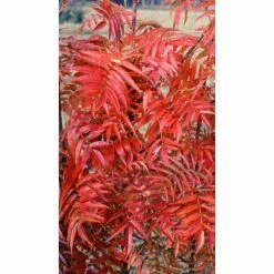 Sorbus ulleungensis 'Olympic Flame' | Japanese Rowan Tree | 12L Pot | 150-180cm | By Frank P Matthews