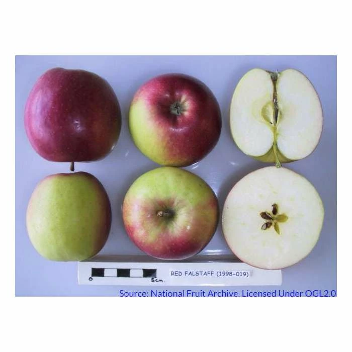 4ft 'Red Falstaff' Patio Dessert Apple Tree | M27 Dwarfing Rootstock | 11.5L Pot | By Frank P Matthews™ - Image 2