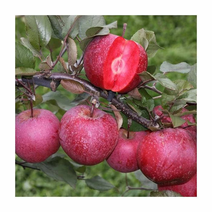 4ft 'TICKLED PINK Baya Marisa Dual Purpose Patio Apple Tree | M27 Dwarfing Rootstock | 11.5L Pot | By Frank P Matthews™