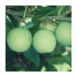 5ft 'Old Green Gage' Plum Tree | VVA-1 Semi Dwarfing Rootstock | 12L Pot | By Frank P Matthews™