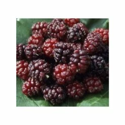 5ft 'Chelsea' (King James) Mulberry Tree | 12L pot | By Frank P Matthews™