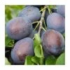 5ft 'Toptaste Kulinaria' Plum Tree | SJA Semi Vigorous Rootstock | 12L Pot | By Frank P Matthews™
