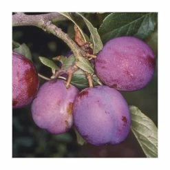 5ft 'Guinevere' Plum Tree | SJA Semi Vigorous Rootstock | 12L Pot | By Frank P Matthews™
