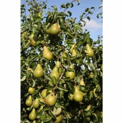 4ft Concorde' Patio Pear Tree | Eline Dwarfing Rootstock | 11.5L Pot | By Frank P Matthews™