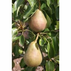 5ft 'Onward' Pear Tree | Quince A Semi Dwarfing Rootstock | 12L Pot | By Frank P Matthews™