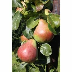 5ft 'Obelisk® Pear Tree | Quince A Semi Dwarfing Rootstock | 12L Pot | By Frank P Matthews™