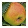 5ft 'Blenheim Orange' Dual Purpose Apple Tree | MM106 Semi Vigorous Rootstock | 12L Pot | By Frank P Matthews™