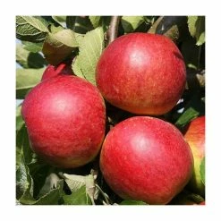 5ft 'Core Blimey® Dessert Apple Tree | MM106 Semi Vigorous Rootstock | 12L Pot | By Frank P Matthews™