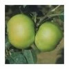 5ft 'Bountiful' Dessert Apple Tree | MM106 Semi Vigorous Rootstock | 12L Pot | By Frank P Matthews™