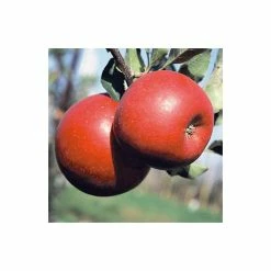 4ft 'Fiesta' Patio Dessert Apple Tree | M27 Dwarfing Rootstock | 11.5L Pot | By Frank P Matthews™