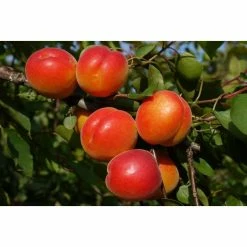 5ft 'Robada' Apricot Tree | SJA Semi Vigorous Rootstock | 12L Pot | By Frank P Matthews™