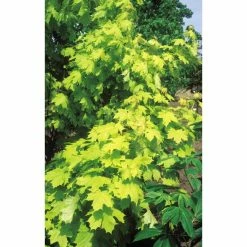 Acer platanoides Princeton Gold ('Prigo'PBR) | Norway Maple Tree | 12L Pot | 150-180cm | By Frank P Matthews